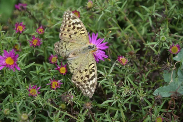 Çiçek çayırında çok renkli ve narin bir kelebek.