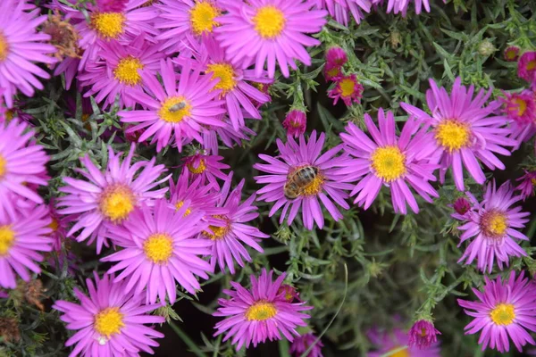 Çayırdaki tırtıl.