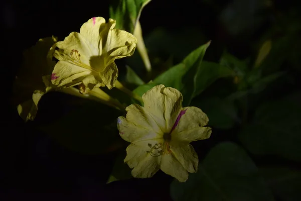 Κίτρινα Και Τρυφερά Πέταλα Λουλουδιών Νύχτα — Φωτογραφία Αρχείου