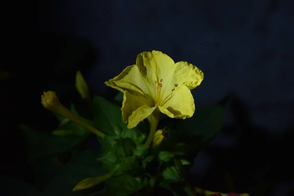 Geceleri sarı ve narin çiçek yaprakları