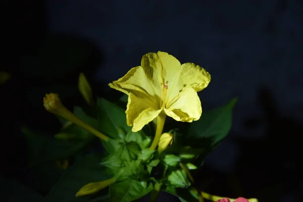 밤에는 노란색 과연한 — 스톡 사진