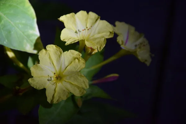 Yellow Tender Flower Petals Night — Fotografia de Stock
