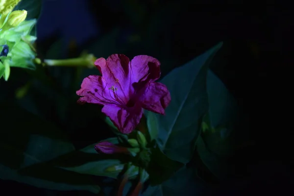 Pink Delicate Flower Petals Night — стоковое фото