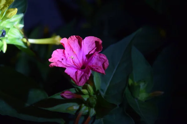 Różowe Delikatne Płatki Kwiatów Nocy — Zdjęcie stockowe