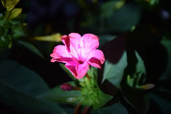Ροζ Και Λεπτά Πέταλα Λουλουδιών Νύχτα — Φωτογραφία Αρχείου