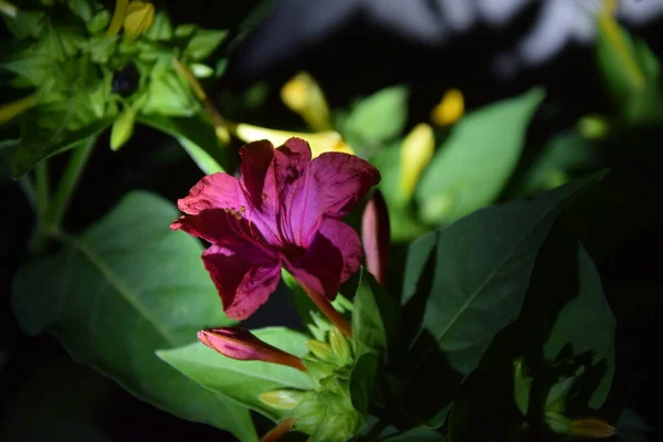 Pink Delicate Flower Petals Night — Fotografia de Stock