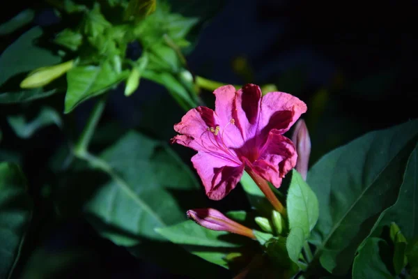 Pink Delicate Flower Petals Night — Fotografia de Stock