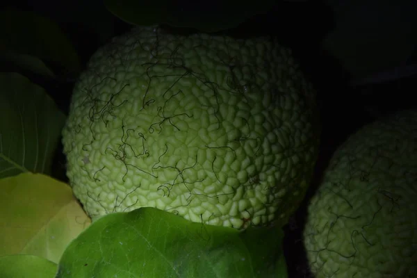 Geceleri Maclura ağacının meyvesi.