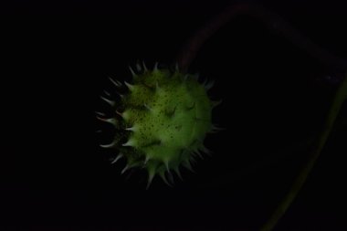 Geceleri kestane tohumlarının görüntüsü