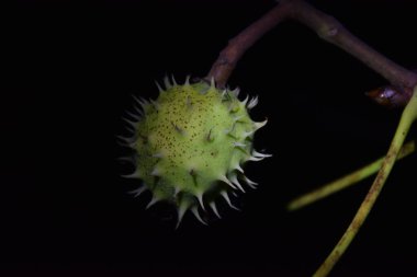 Geceleri kestane tohumlarının görüntüsü