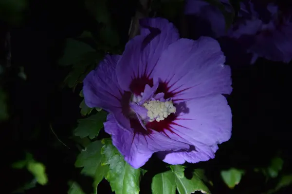 Delikatne Jasnofioletowe Płatki Kwiatów Nocy — Zdjęcie stockowe