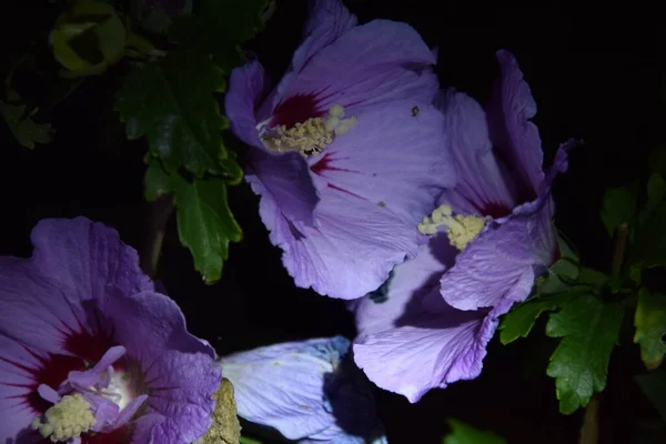 Λεπτό Ανοιχτό Μωβ Πέταλα Λουλουδιών Νύχτα — Φωτογραφία Αρχείου