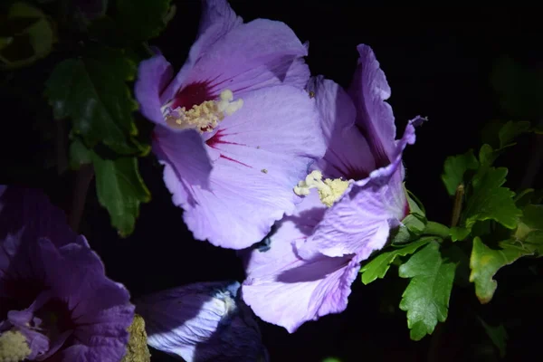 Narin açık mor çiçek yaprakları geceleyin