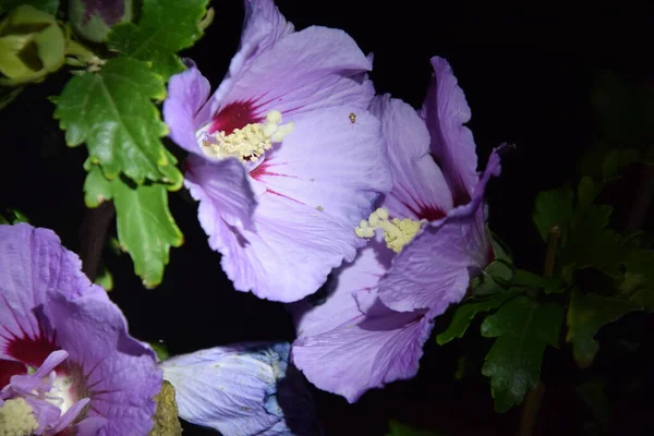 Delicate Light Purple Flower Petals Night — Fotografia de Stock