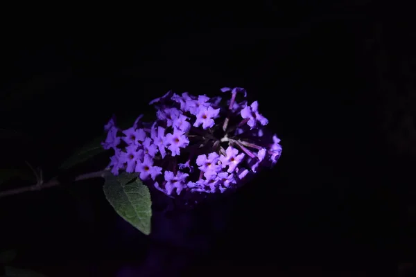 아름다운 자주색 꽃가지의 — 스톡 사진
