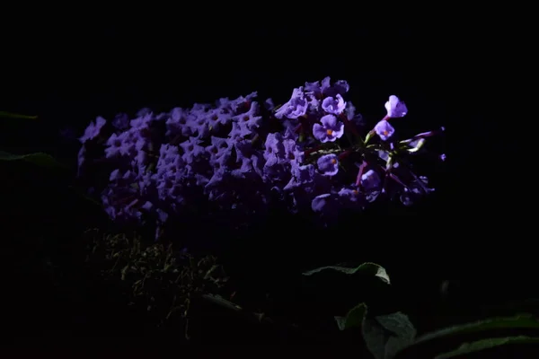 View Lovely Purple Twig Flowers Night — стоковое фото