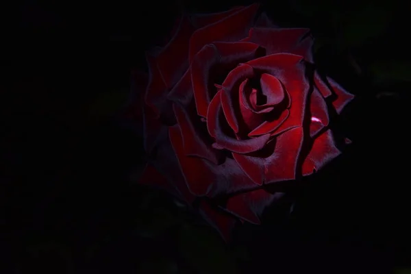 Röd Brun Ros Blomma Natten — Stockfoto