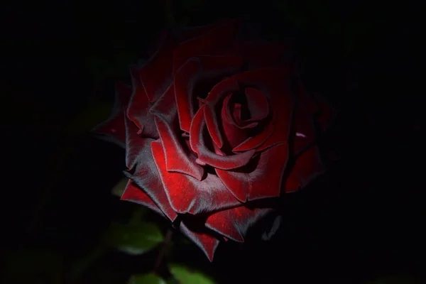 Rosa Roja Marrón Flor Noche — Foto de Stock