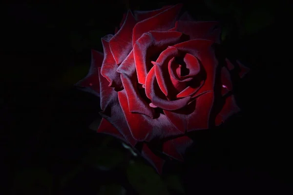 Червоно Коричнева Квітка Троянди Вночі — стокове фото