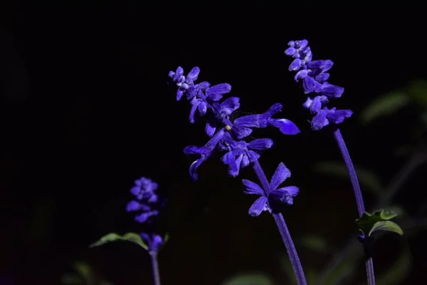 Night World Delicate Purple Flowers — Photo