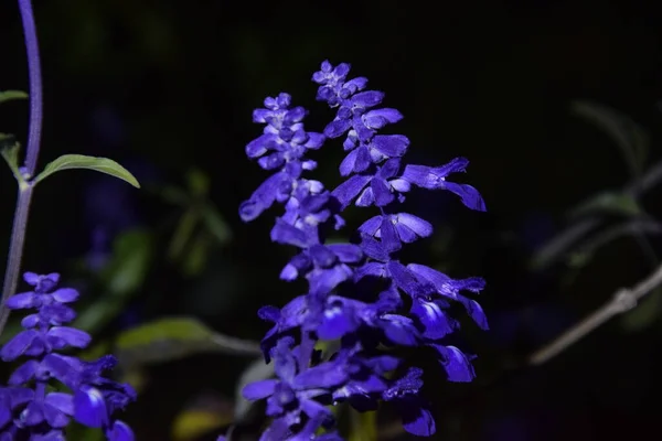 Night World Delicate Purple Flowers — Photo