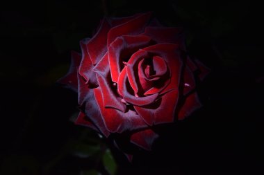 Çiçek açmış mor çiçeklerin görüntüsü