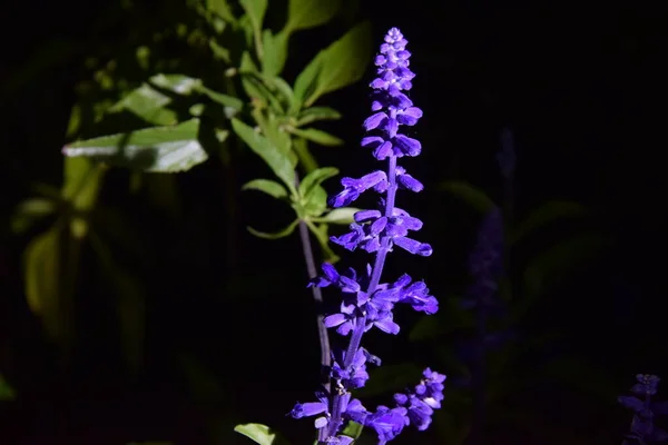 Narin açık mor çiçekler geceleyin