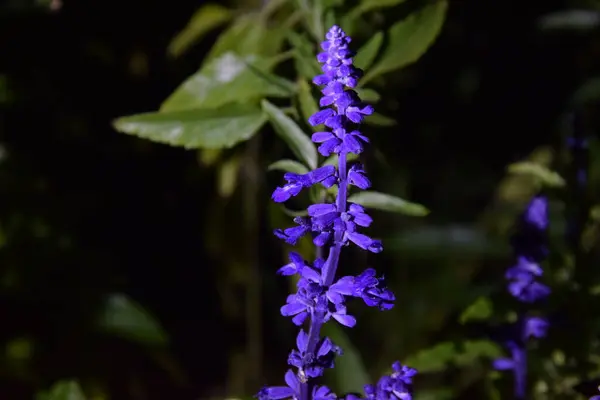 Narin açık mor çiçekler geceleyin