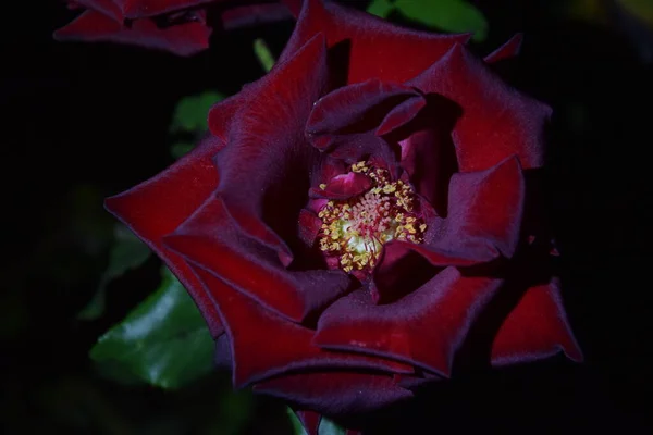 Rosa Roja Marrón Flor Noche — Foto de Stock