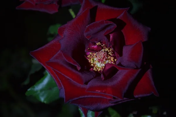 Rosa Roja Marrón Flor Noche — Foto de Stock
