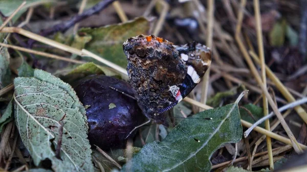 Sabahları yaprakların üzerinde narin bir kelebek