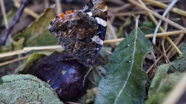 Sabahları yaprakların üzerinde narin bir kelebek