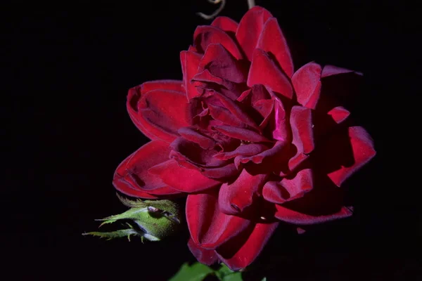 Uitzicht Rood Bruine Roos Bloem Nachts — Stockfoto