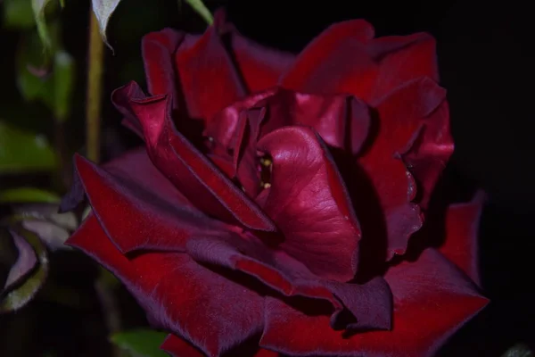 Uitzicht Rood Bruine Roos Bloem Nachts — Stockfoto