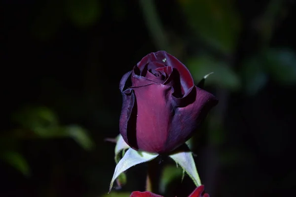 Вид Цветка Красно Коричневой Розы Ночью — стоковое фото