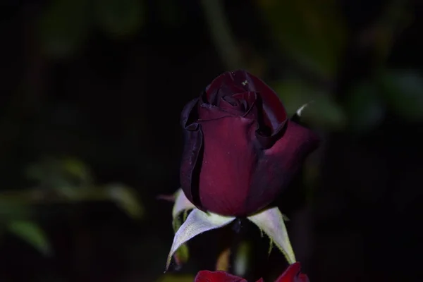 View Red Brown Rose Flower Night — Stock Photo, Image