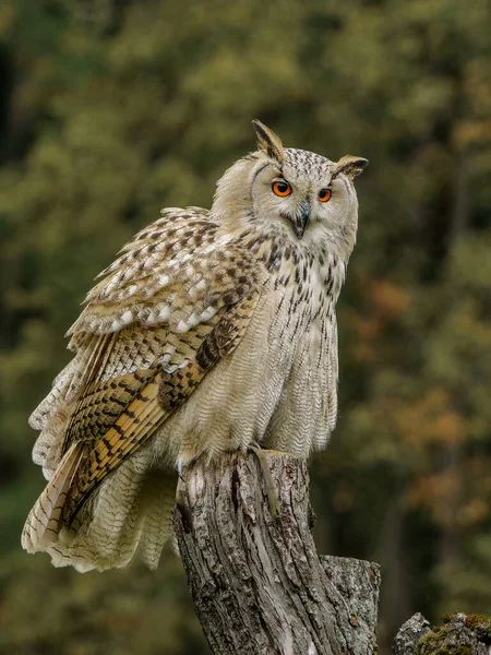 Eurasian eagle-owl on the branch  (Bubo bubo sibiricus)