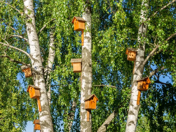 Muitas Casas Pássaros Bonitas Engraçadas Nos Bétulas Parque Dia Verão — Fotografia de Stock