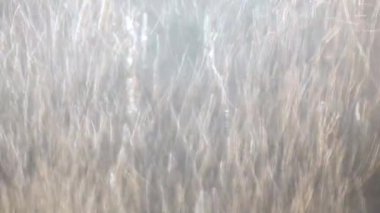 Su ortamı. Su kabarcıkları yüzeye çıkar. Kaynar su.