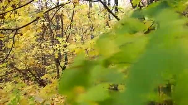Walk Autumn Forest Foliage Underfoot — Stock Video
