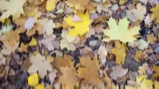 Walk Autumn Forest Foliage Underfoot — Stock Video