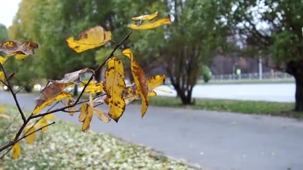 Dedaunan Kuning Bergoyang Angin Suasana Musim Gugur — Stok Video