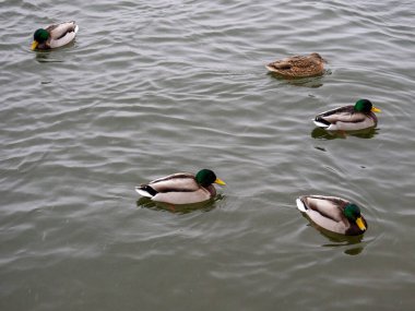Ördekler karın altında suyun içinde yüzerler. Kuşlar sout uçmadı.