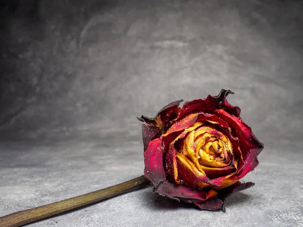Getrocknete Orange Rose Auf Schwarzem Hintergrund Eine Blume Liegt Auf — Stockfoto