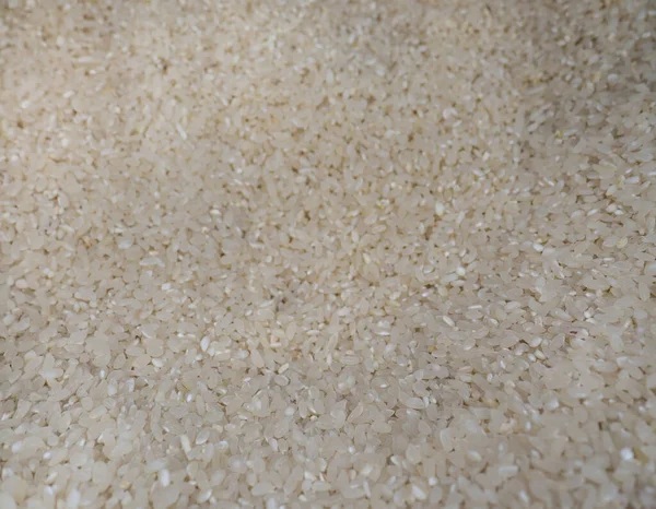 Yuvarlak Tahıllı Pirinç Tahıl Arkaplanı Bir Sürü Beyaz Ric — Stok fotoğraf