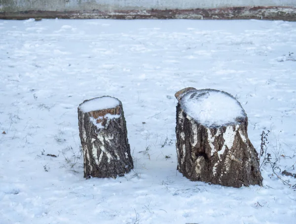 Ein Baumstumpf Aus Einer Birke Schnee Birkenstumpf Winte — Stockfoto