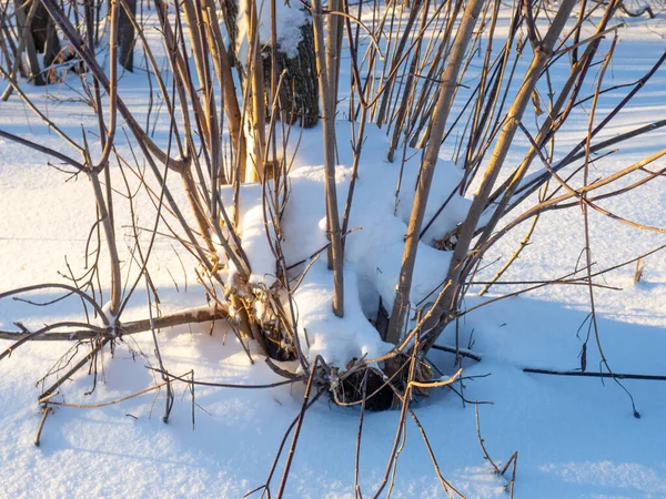 Sprouted Aspen Stump Nature Winter Trees Winter — Stockfoto