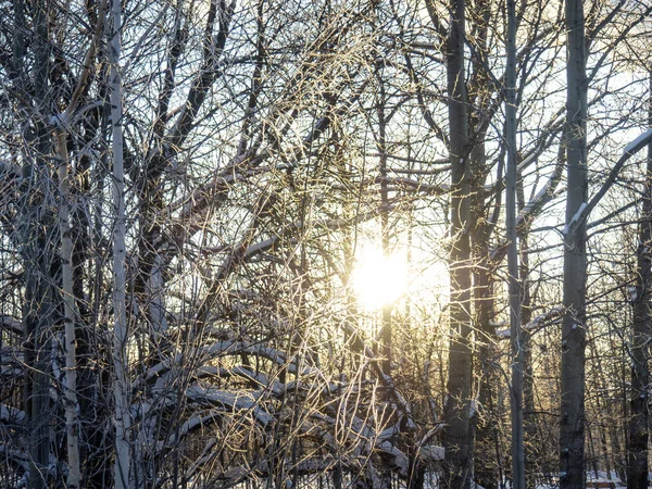 Grove City Park Sunset Winter Lot Trees Forest Winter Good — Stock Photo, Image