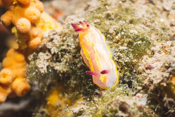 Nudibranch / Sea Slug (Felimida Krohni), Adriatic Sea, Mediterranean Sea, Croatia