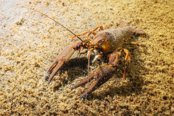 European Crayfish Astacus Astacus Quarry Lake Чехия — стоковое фото
